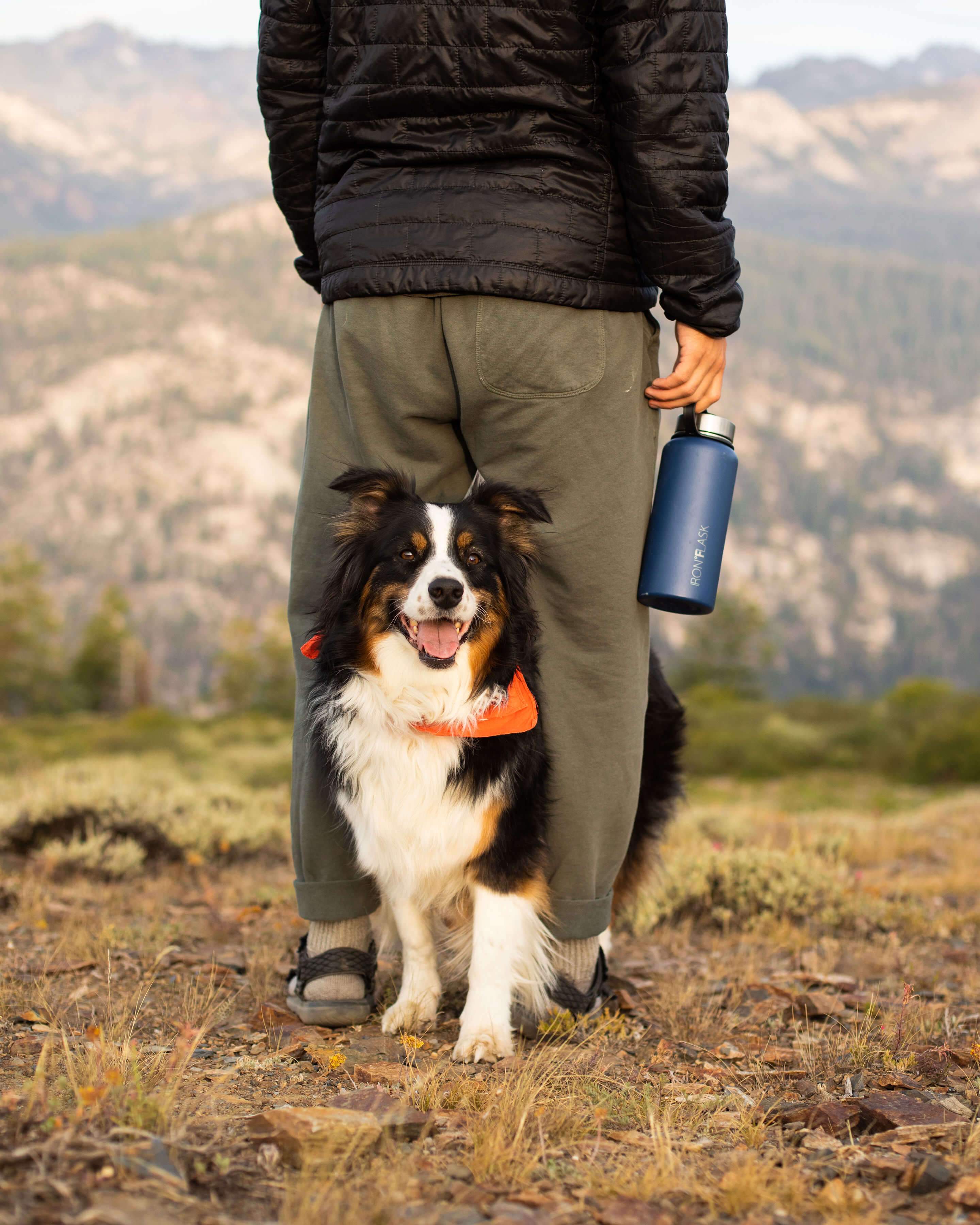 Why You Should Carry a Water Bottle For Your Pets