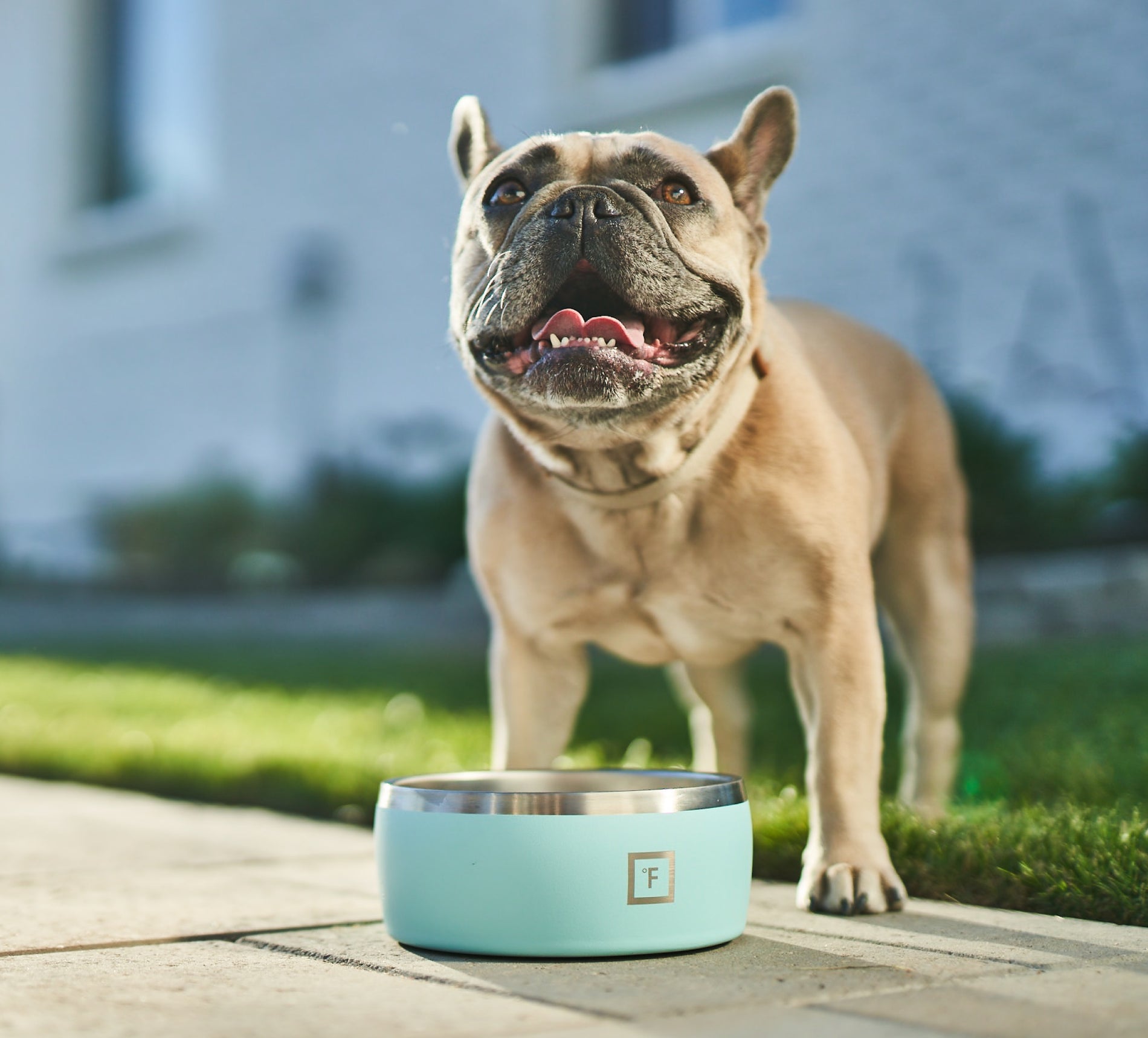 Pet Supplies : YETI Boomer 4, Stainless Steel, Non-Slip Dog Bowl, Holds 32  Ounces, Seafoam 
